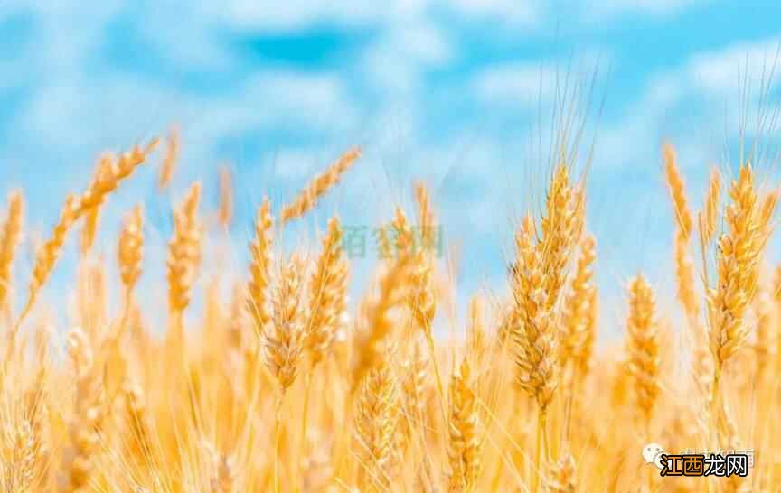 都说五谷养生，那五谷都有什么，你知道吗？