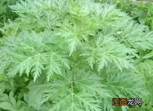 怎么理解清热燥湿？中医清热燥湿啥意思，了解这些科普知识吗？