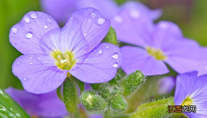 紫色丁香花的花语