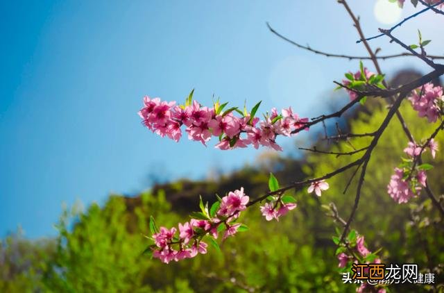 终于知道了 哪些食物含维生素a最多？什么食物含维生素e多，看完