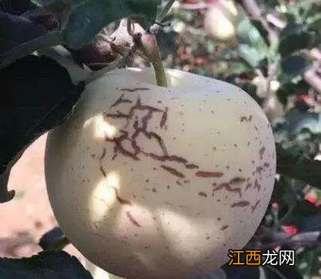 为什么国光苹果容易裂口？国光苹果的特点，都应该看看这篇文章