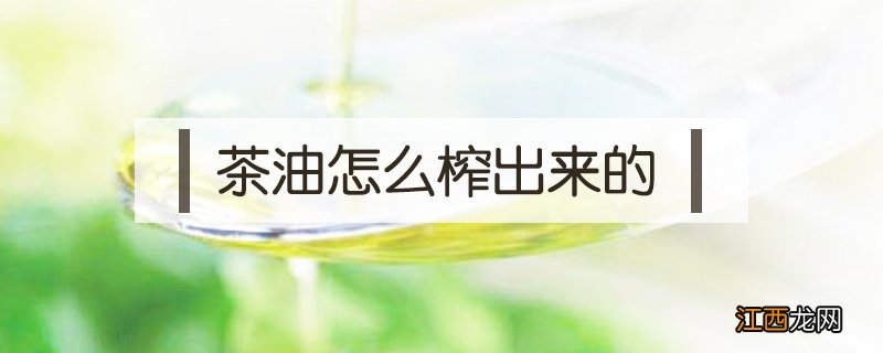 茶油怎么榨出来的