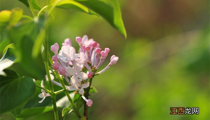 丁香花语