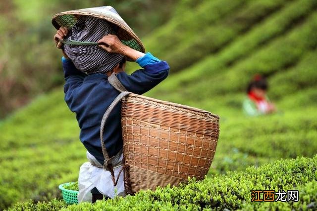 什么时候的茶叶好？最好的茶叶是几月份的，新科普来了~