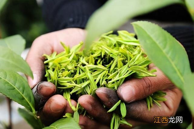 什么时候的茶叶好？最好的茶叶是几月份的，新科普来了~