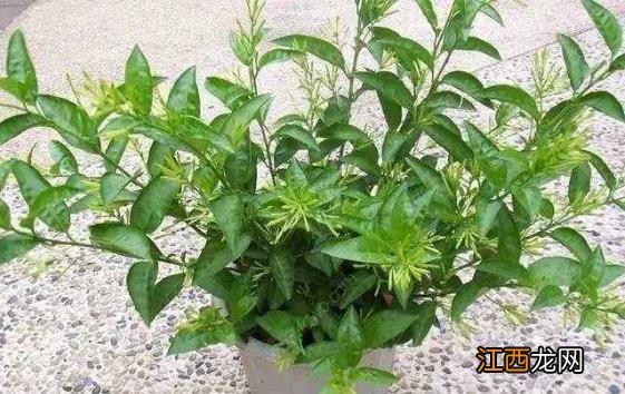 驱蚊土方和驱蚊植物介绍