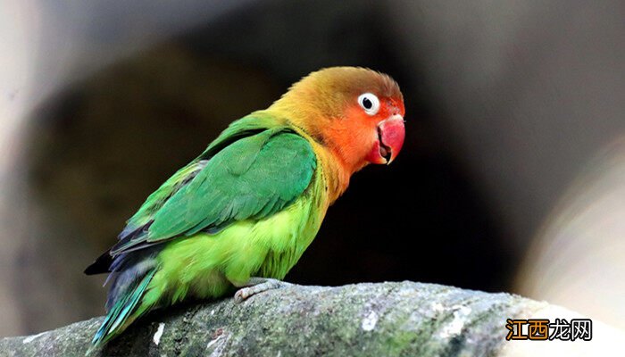 鹦鹉怕不怕冷