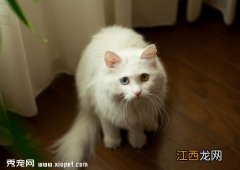 【波斯猫美容】如何简单的给波斯猫做美容？