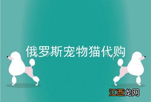 俄罗斯宠物猫代购