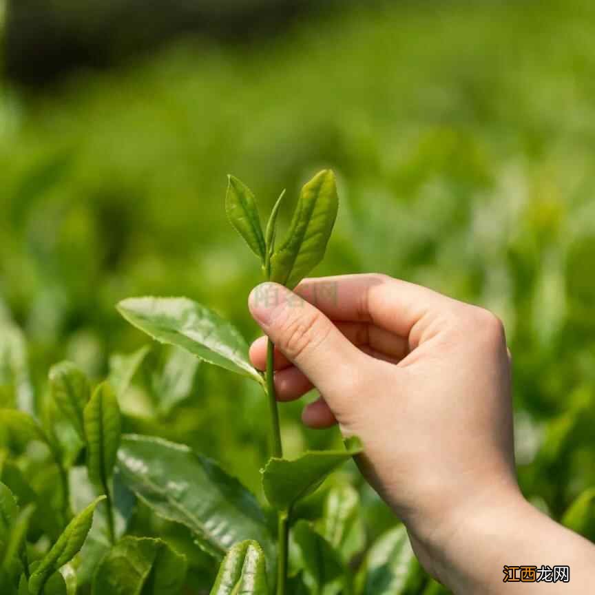 春季养生要牢记这3点，顺应时节才能功效最大化