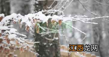 「今日健康」大雪纷飞这样做，一年不生病