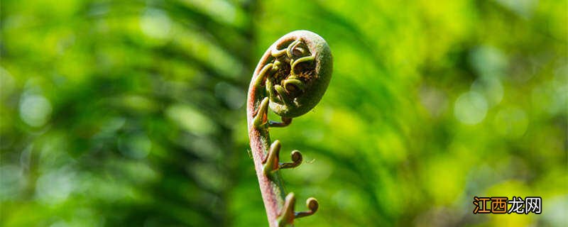 能探测黄金的植物