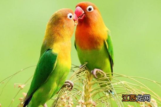 养鹦鹉的禁忌有些啥