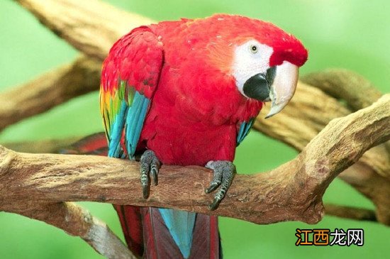 养鹦鹉的禁忌有些啥