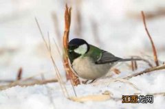 大雪节气，送您一份专属的最强养生、习俗攻略