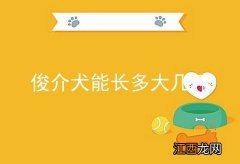 俊介犬能长多大几斤