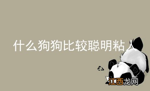 什么狗狗比较聪明粘人