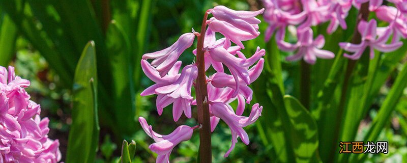 紫红色的植物有哪些?