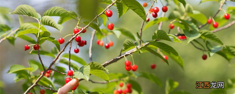 樱桃核怎么种才能发芽