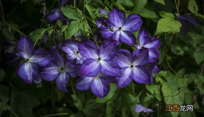 铁线莲在什么季节开花