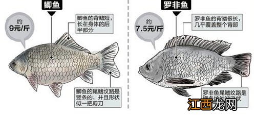 罗非鱼和鲫鱼的区别图解