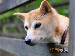 两个快速训犬的方法