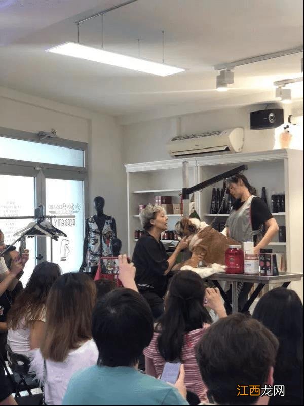 专业宠物美容盛宴,伊珊娜意大利课程进行中