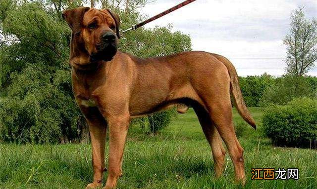 世界十大禁养名狗 这些狗狗只能远观!不能养哦!