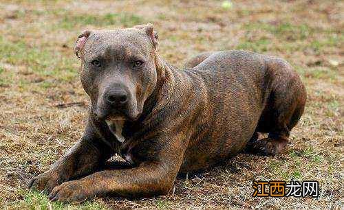 世界十大禁养名狗 这些狗狗只能远观!不能养哦!