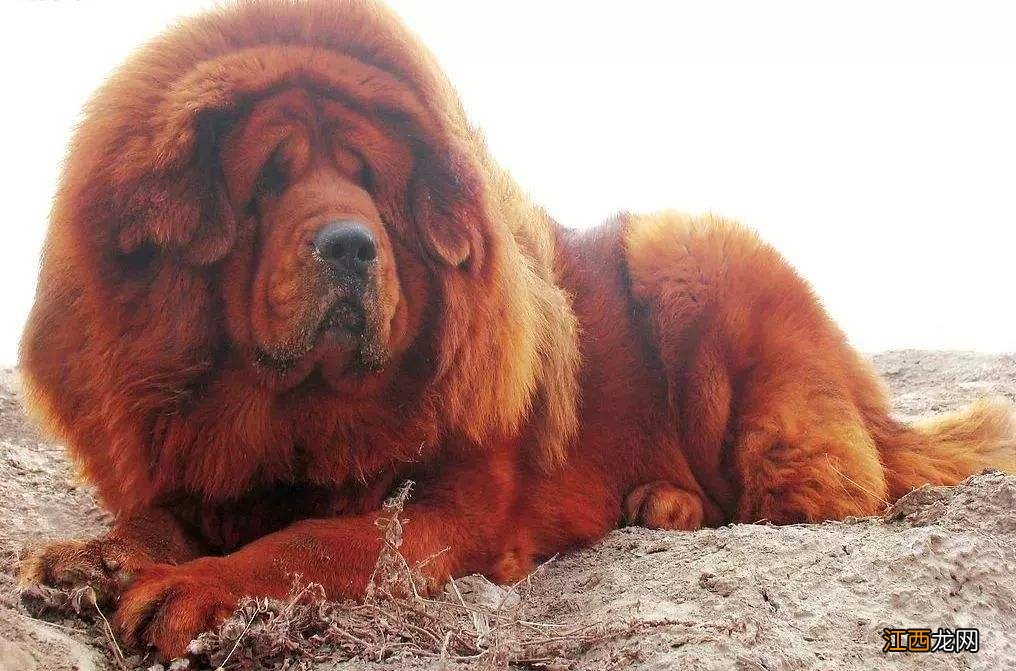 世界十大禁养名狗 这些狗狗只能远观!不能养哦!