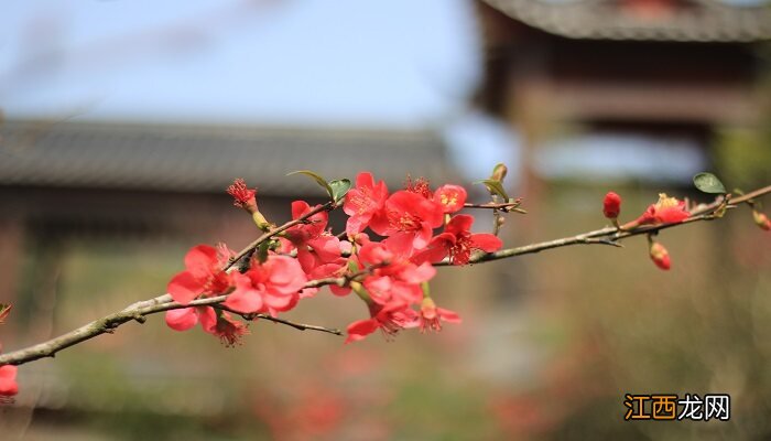 花开海上生态园11月有什么花