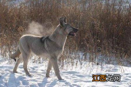 什么样的狼青犬比较纯？这些条件要具备