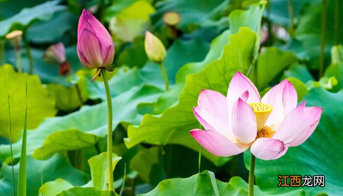 夏季的花有什么花