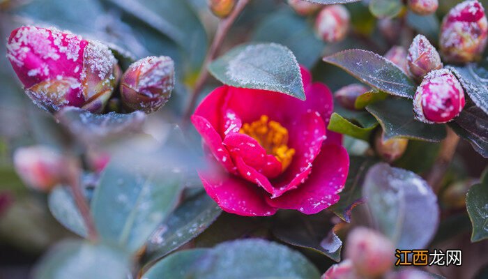 四季茶花耐寒多少度