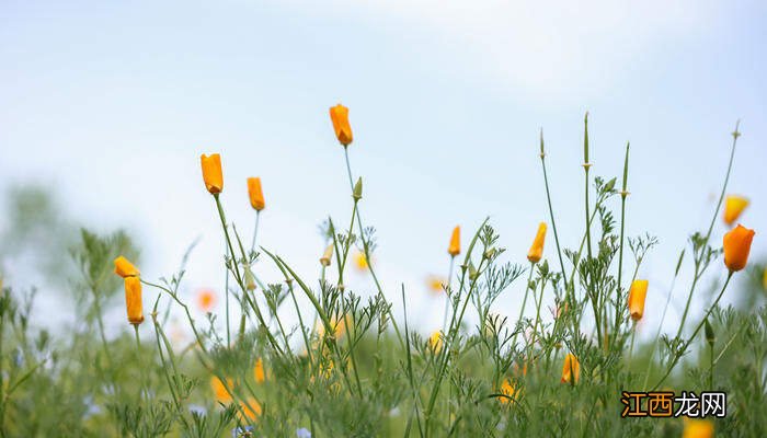 金苞花叶子卷咋回事