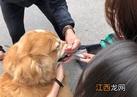 一群人围着撸狗,金毛咬住其中一个妹子的袖子不让走