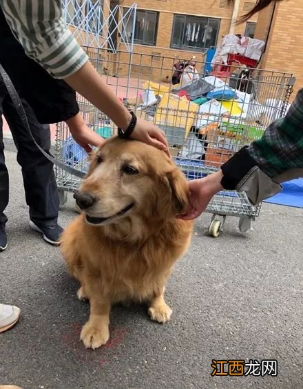 一群人围着撸狗,金毛咬住其中一个妹子的袖子不让走