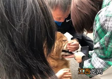 一群人围着撸狗,金毛咬住其中一个妹子的袖子不让走