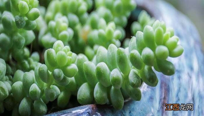 教师节送老师什么盆栽