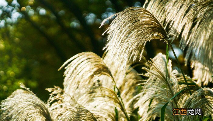 干芦苇放客厅有讲究吗