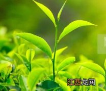 湮灭经典台词2018最新科幻电影湮灭下载台词 机械姬