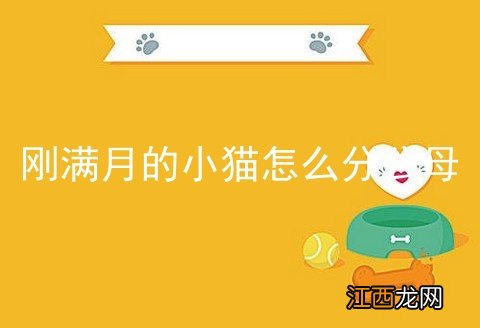 刚满月的小猫怎么分公母