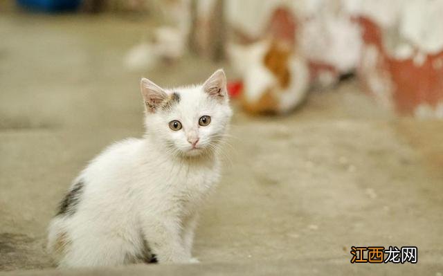 你以为你是猫的主人？你错了，从1万年前开始，猫就是人类的主人