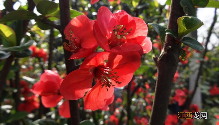 玻璃海棠冬季养护