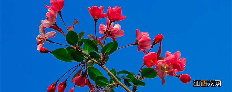 玻璃海棠冬季养护