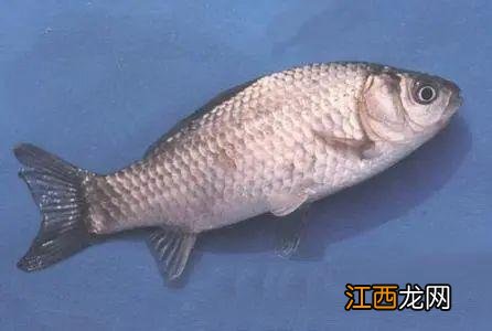 什么鱼涮着吃比较好？哪种鱼涮着吃好吃，写的真不错