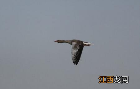 大雁蛋煮熟了有臭味是怎么回事？大雁蛋的图片，认知篇文章，看这