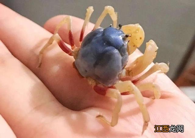 水蟹是什么蟹类？捉水蟹是什么意思，讲解详细易懂，点这里