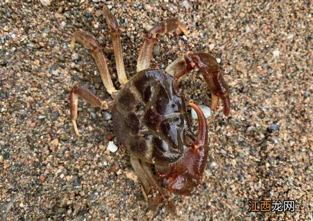 水蟹是什么蟹类？捉水蟹是什么意思，讲解详细易懂，点这里