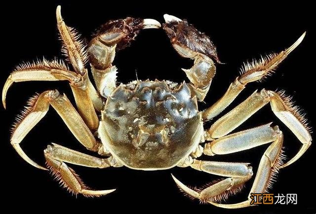 水蟹是什么蟹类？捉水蟹是什么意思，讲解详细易懂，点这里